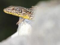 IMG 7276
