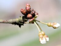 Lente - 24-04-2013