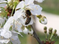 Lente april 2013 006
