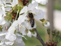 Lente april 2013 008