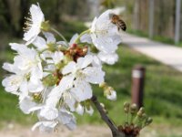 Lente april 2013 009