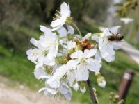 Lente april 2013 010