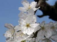 Lente april 2013 014
