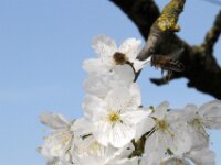 Lente april 2013 017