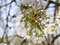 Lente april 2013 030