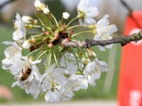 Lente april 2013 032