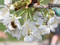 Lente april 2013 033