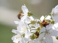 Lente april 2013 040