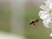 Lente april 2013 043
