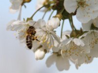 Lente april 2013 050