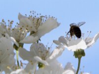 Lente april 2013 053