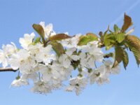 Lente april 2013 055