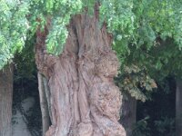 60 - St. Godelieve - Gistel - 2014