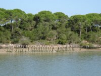 044 Donana