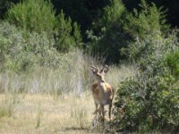 085 Donana