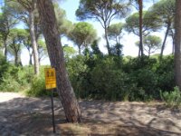 089 Donana