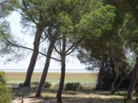 091 Donana